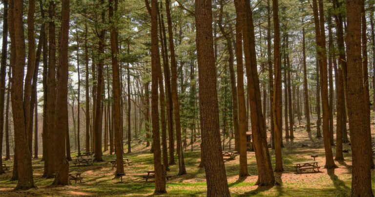 ONDS Stock Outlook 2026 – Industrial IoT and Drone Market Dynamics