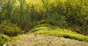 Unlocking Lower Blood Pressure: My 2026 Guide to Natural Approaches That Actually Work