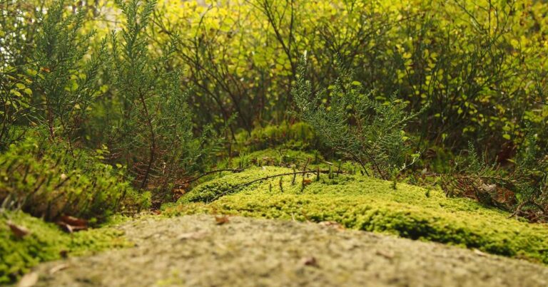 Unlocking Lower Blood Pressure: My 2026 Guide to Natural Approaches That Actually Work