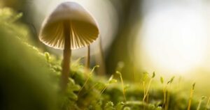 The Silent Scourge of 2026: Why Vitamin D Deficiency is an Epidemic We Can't Ignore