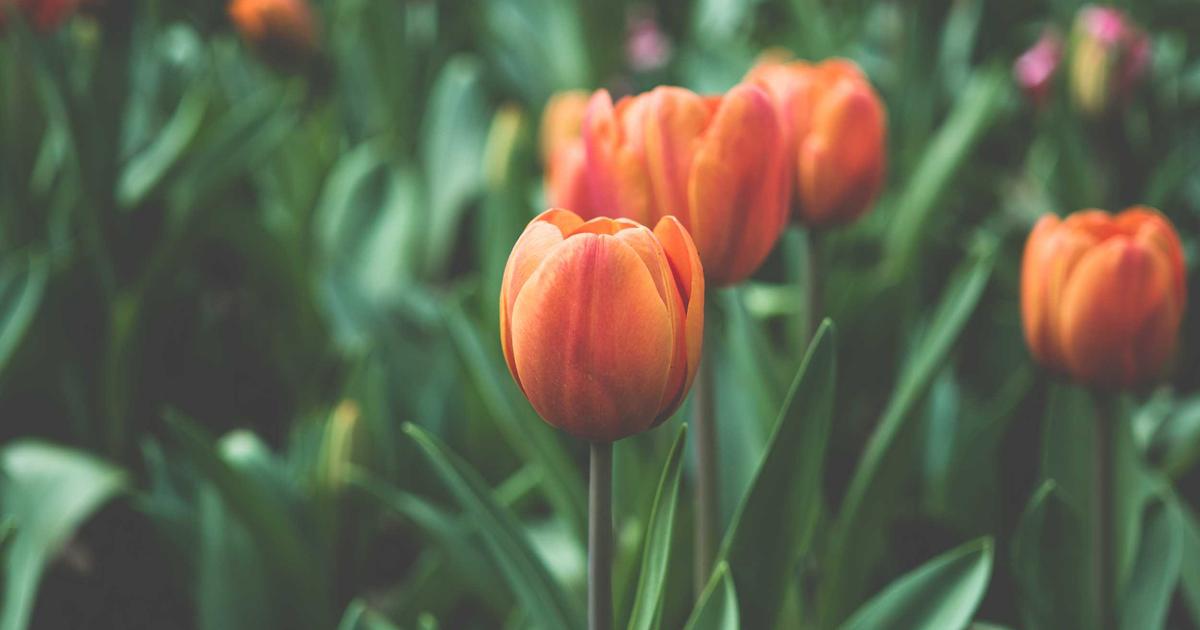 Ricky Martin in 2026: More Than a Latin Pop Icon – A Masterclass in Digital Longevity